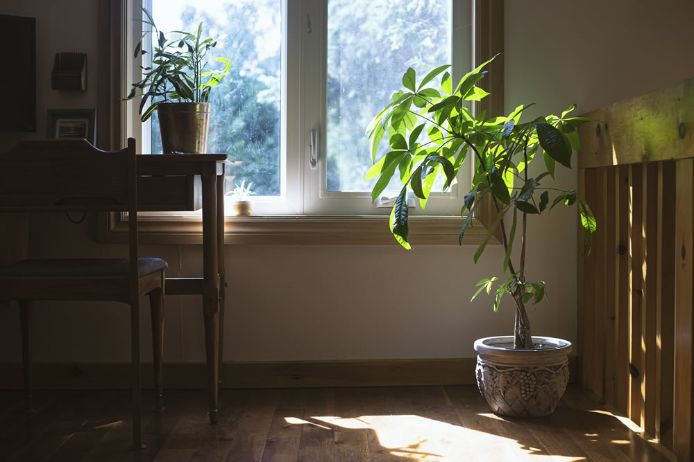 house-plant-enjoys-natural-light1000